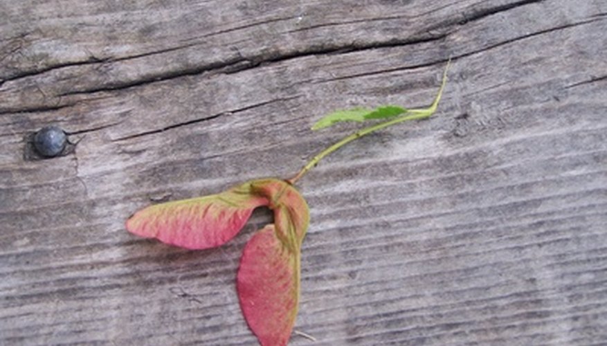 how-to-identify-maple-trees-by-bark-garden-guides