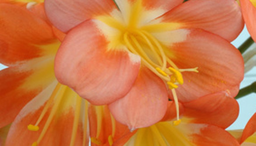 Clivia thrives when its roots are slighty crowded, so re-pot the plant only once every three to five years. Clivia thrives when its roots are slighty crowded, so re-pot the plant only once every three to five years.