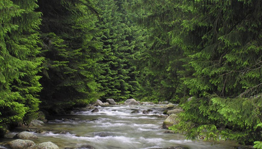 Observing a stream or a body of water allows you to learn how water truly looks. Observing a stream or a body of water allows you to learn how water truly looks.
