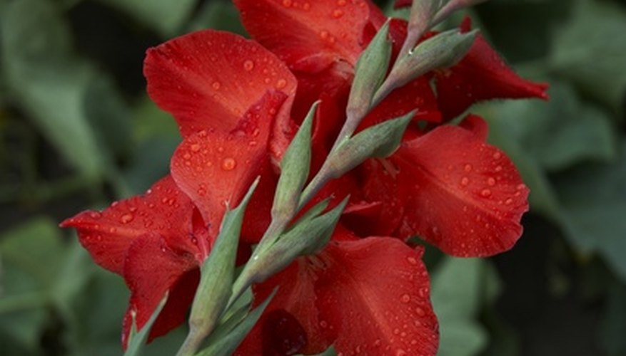 Gladiolus grow well inside containers. Gladiolus grow well inside containers.