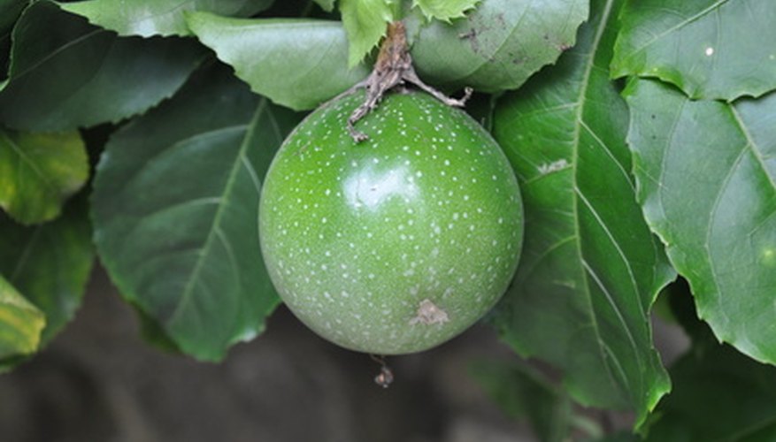 Passion fruits are high in vitamins C and A. Passion fruits are high in vitamins C and A.