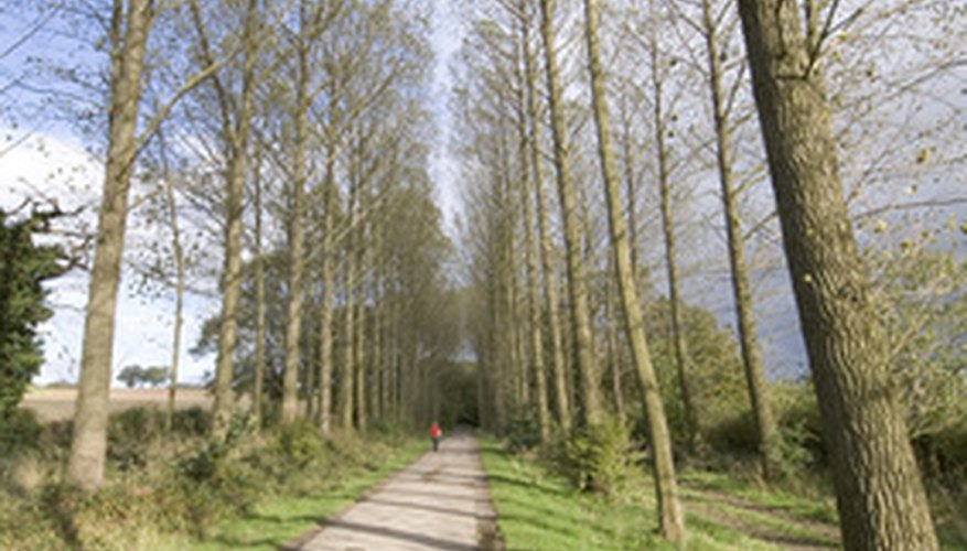 Poplar trees grow quickly, creating privacy screens. Poplar trees grow quickly, creating privacy screens.