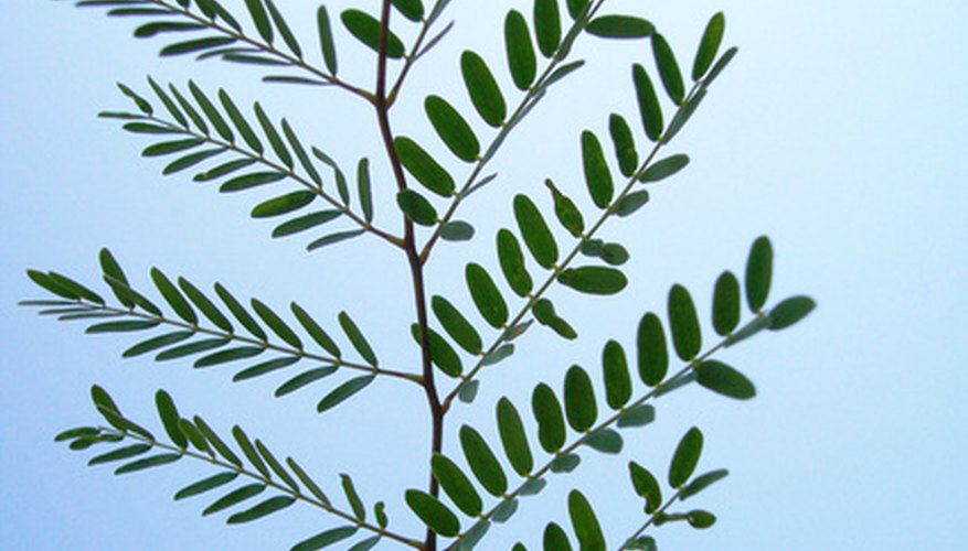 The green pigment in the plant’s leaf (chlorophyll) absorbs energy from the sunlight. The green pigment in the plant’s leaf (chlorophyll) absorbs energy from the sunlight.