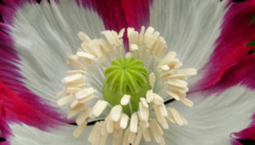 Inside a poppy bloom Inside a poppy bloom