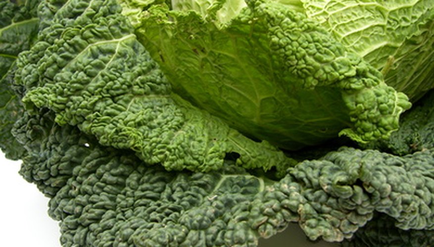 Cabbage Cabbage