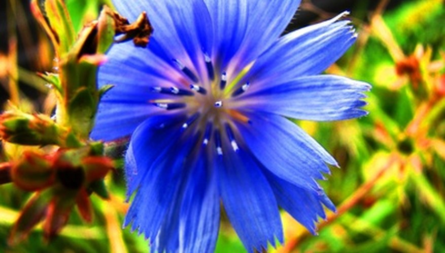 The cornflower has an intriguing background. The cornflower has an intriguing background.