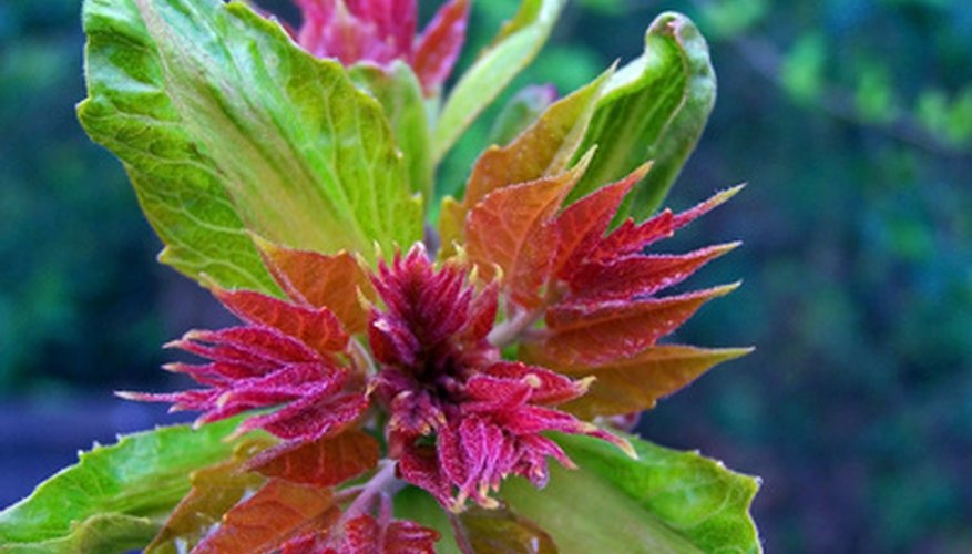 A staghorn sumac shrub. A staghorn sumac shrub.
