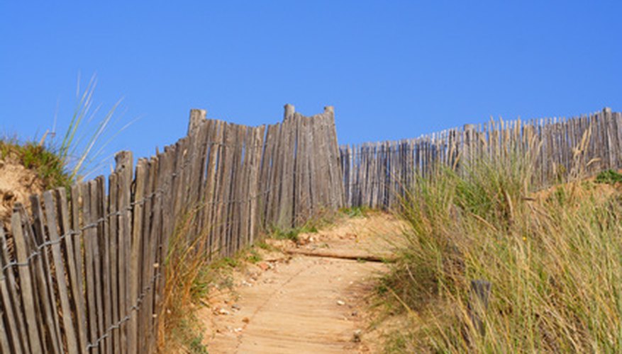 American beach grass helps with erosion control. American beach grass helps with erosion control.