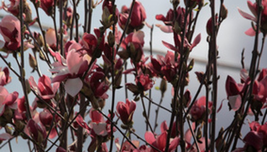 Plant early blooming smaller magnolias where they can be seen Plant early blooming smaller magnolias where they can be seen
