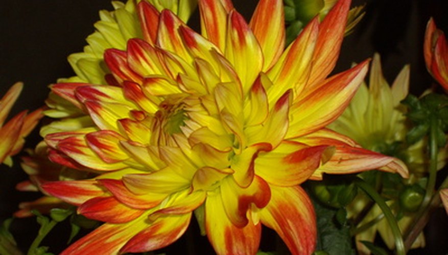 Are Dahlias Annual or Perennials? Garden Guides