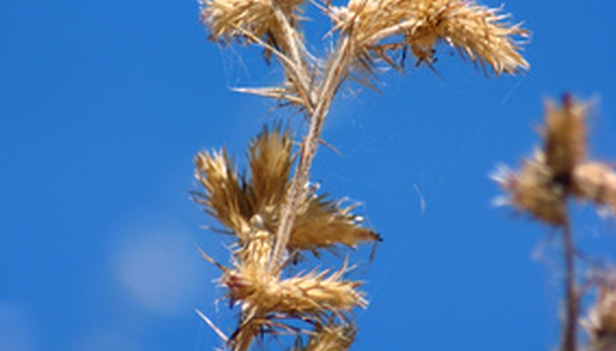 Natural weed killers can be made from vinegar. Natural weed killers can be made from vinegar.