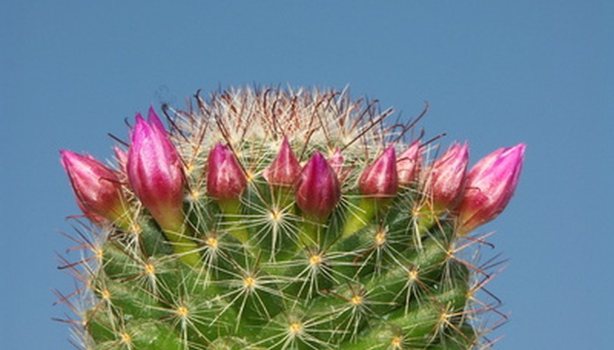 The budding pink flowers of the fishhook cactus The budding pink flowers of the fishhook cactus