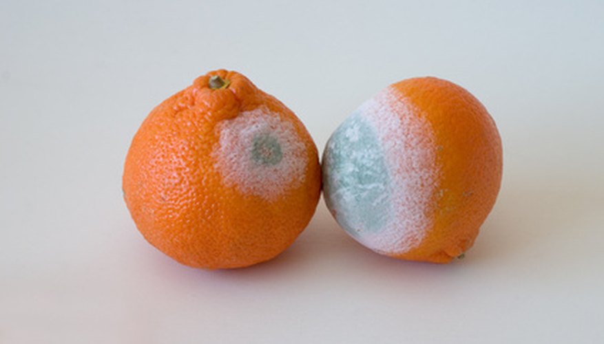 Green and blue mold are common fungal infections of fruit trees. Green and blue mold are common fungal infections of fruit trees.