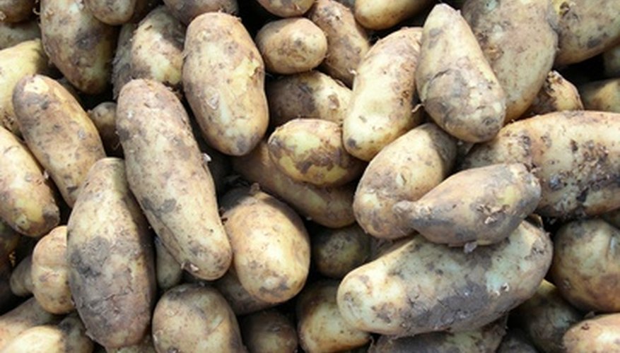 Potatoes can be planted from Febuary to May. Potatoes can be planted from Febuary to May.