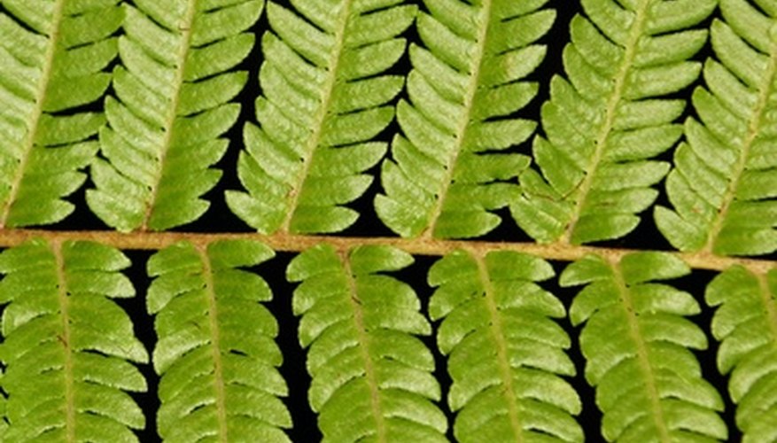 Foliage of the Dicksonia Antartica tree fern. Foliage of the Dicksonia Antartica tree fern.