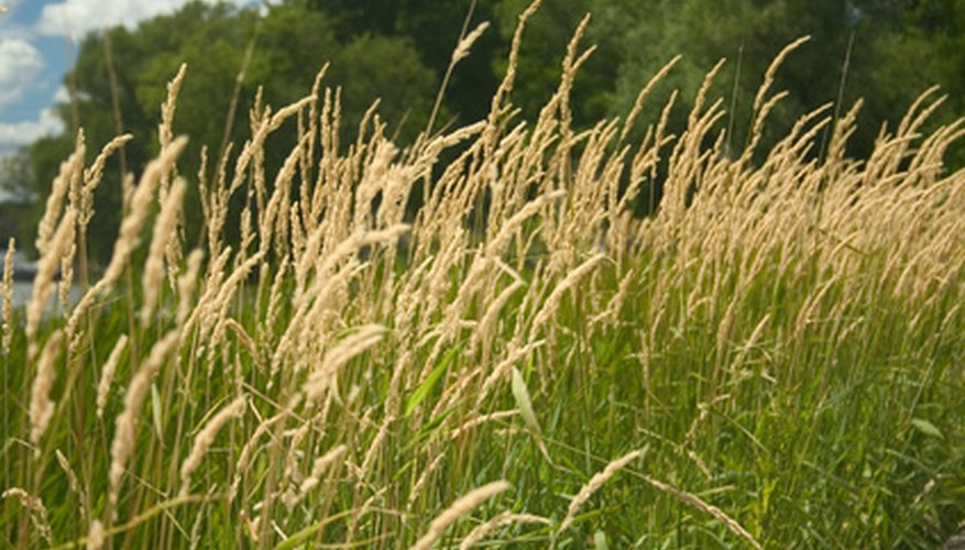 Grains and grasses prefer silty soils. Grains and grasses prefer silty soils.