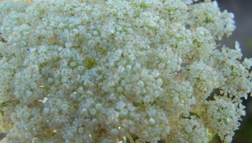 Queen Anne's lace blooms all summer. Queen Anne's lace blooms all summer.