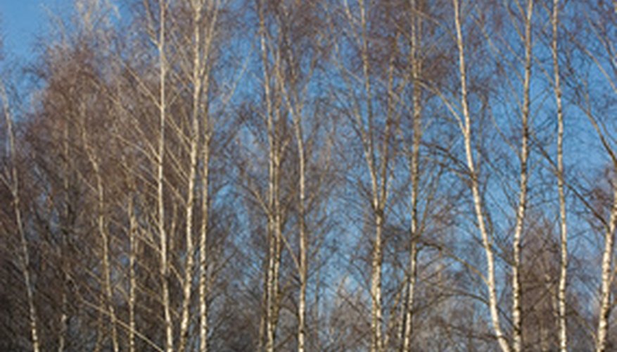 White birch blend into the winter landscape. White birch blend into the winter landscape.