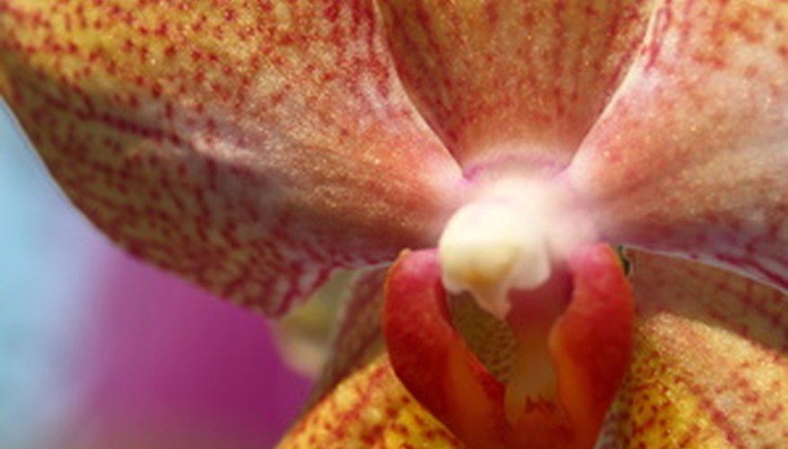 A cymbidium orchid blossom. A cymbidium orchid blossom.