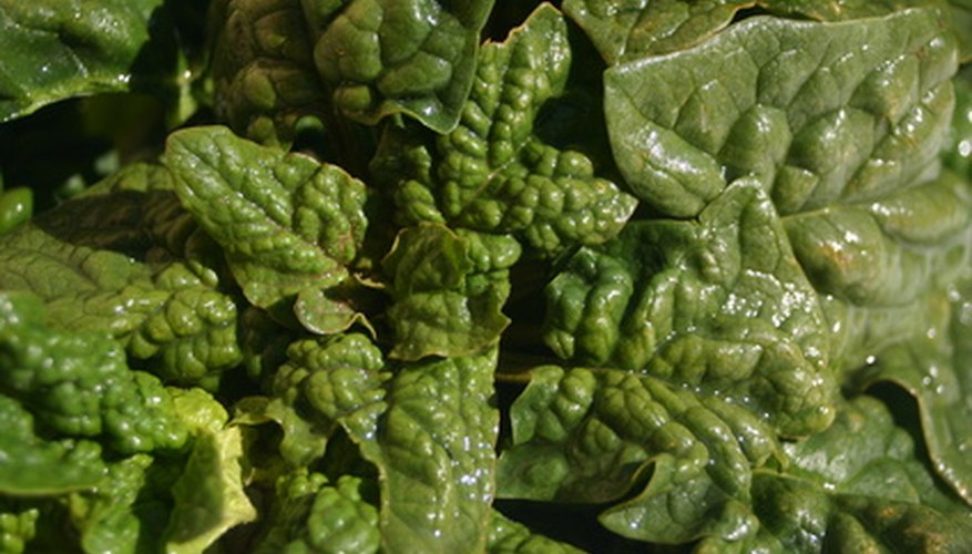 Crinkled Leaf Spinach Crinkled Leaf Spinach