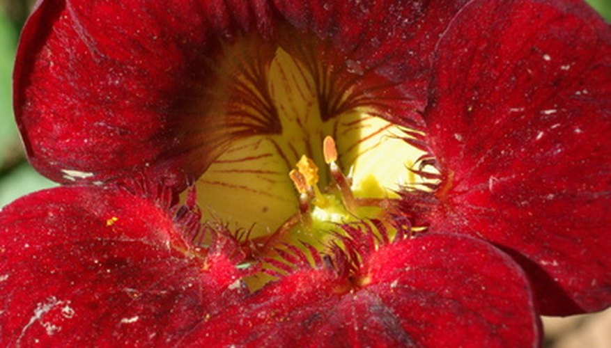 A burgundy nasturtium A burgundy nasturtium