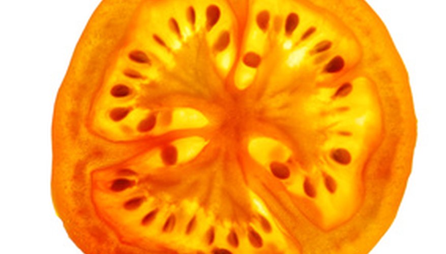 Tomato seeds can sprout in paper towels. Tomato seeds can sprout in paper towels.