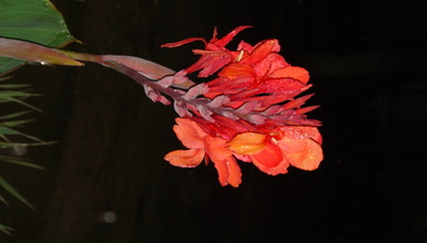 Water cannas thrive in moist, boggy soils around ponds and water gardens. Water cannas thrive in moist, boggy soils around ponds and water gardens.