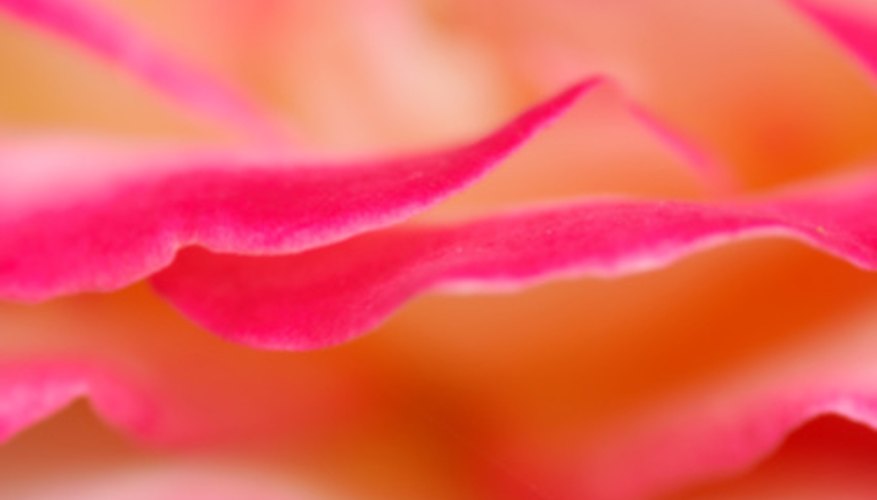 Flower petals use bright colors and odors to attract pollinators. Flower petals use bright colors and odors to attract pollinators.