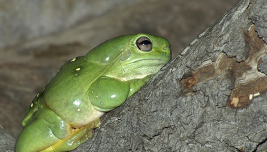 American tree frogs can be a great addition to your garden and may hide in your downspout. American tree frogs can be a great addition to your garden and may hide in your downspout.