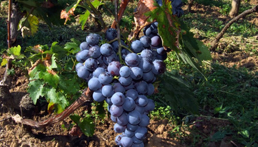 Concord grapes ripen late in the growing season. Concord grapes ripen late in the growing season.