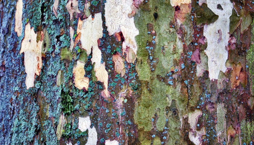 Plane tree bark is scaled and mottled in colors. Plane tree bark is scaled and mottled in colors.