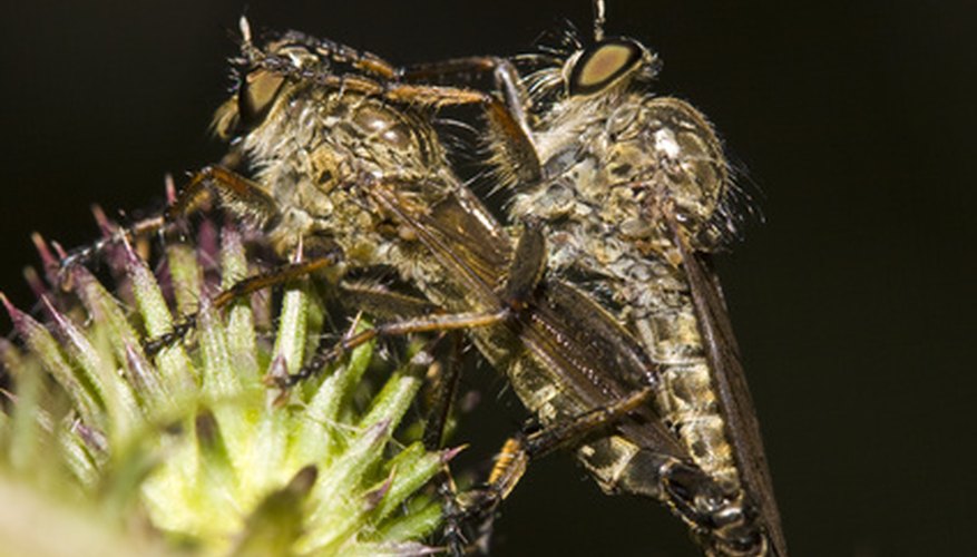Insects. Insects.
