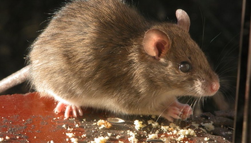 What Is A Shrew Mouse