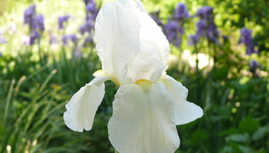 Reblooming iris require more water and fertilizer than traditional bearded iris. Reblooming iris require more water and fertilizer than traditional bearded iris.