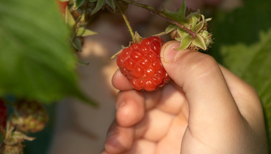Raspberry plants need fertilizer to produce nutritious fruit. Raspberry plants need fertilizer to produce nutritious fruit.