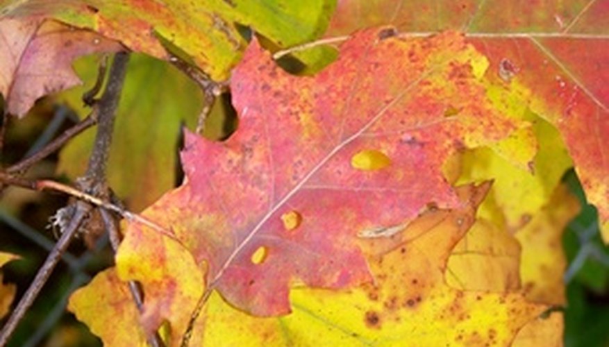 Northern Red oak leaves (Quercus rubra) Northern Red oak leaves (Quercus rubra)