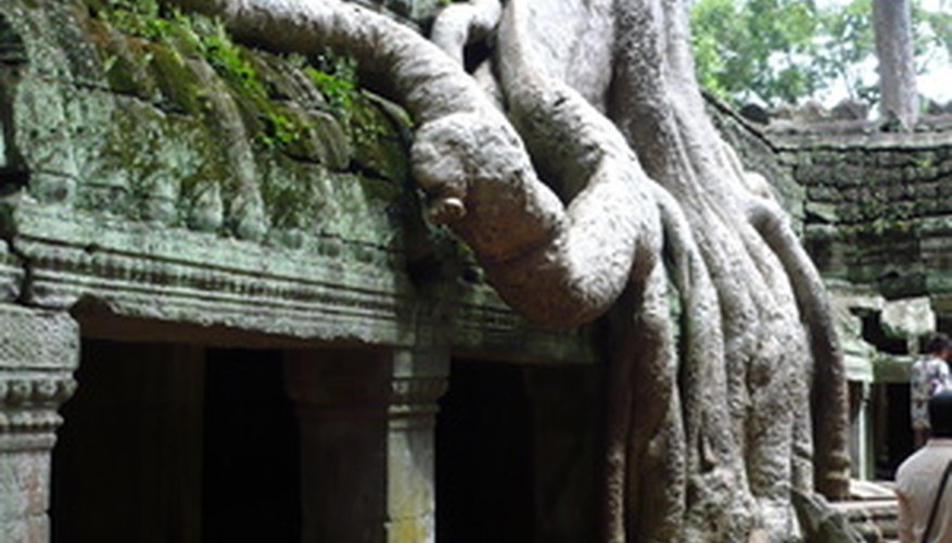The aerial roots of the ficus tree let it grow on top of trees or buildings. The aerial roots of the ficus tree let it grow on top of trees or buildings.