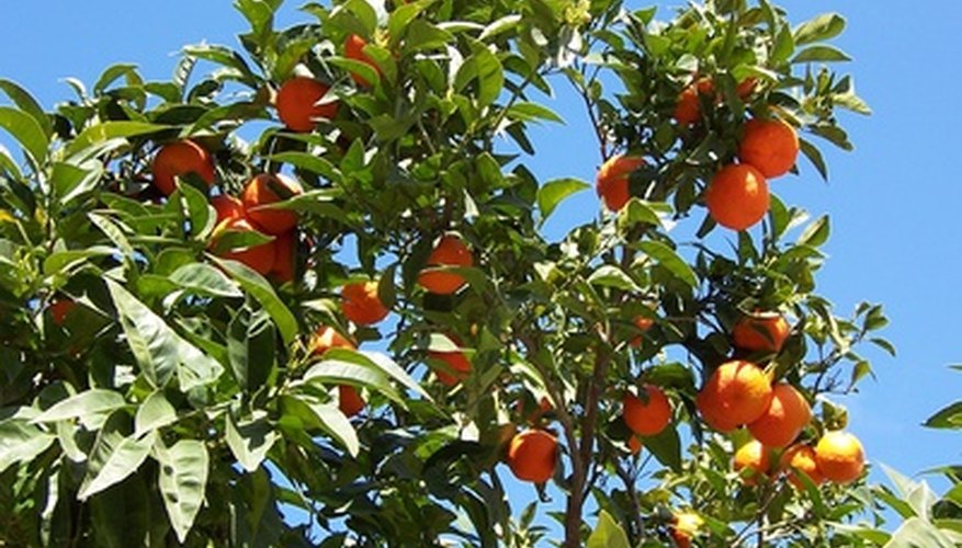 Tangerine tree with fruit Tangerine tree with fruit