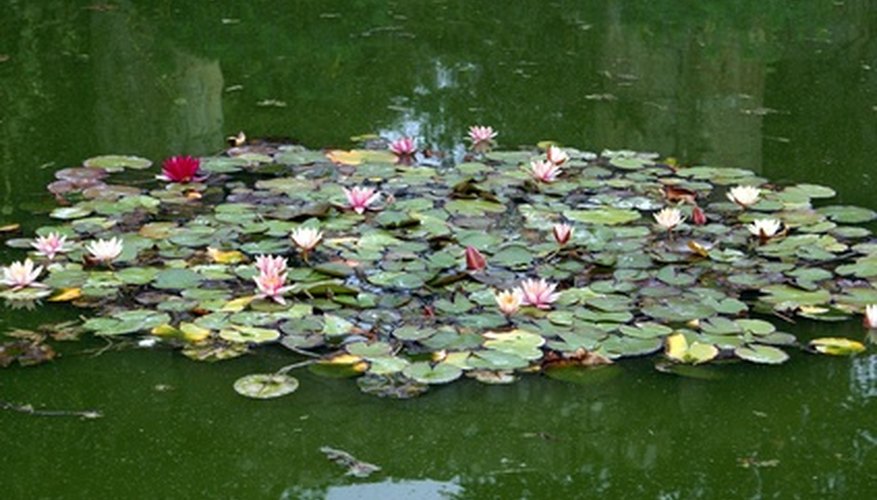 Lilies grow naturally in many different colors. Lilies grow naturally in many different colors.