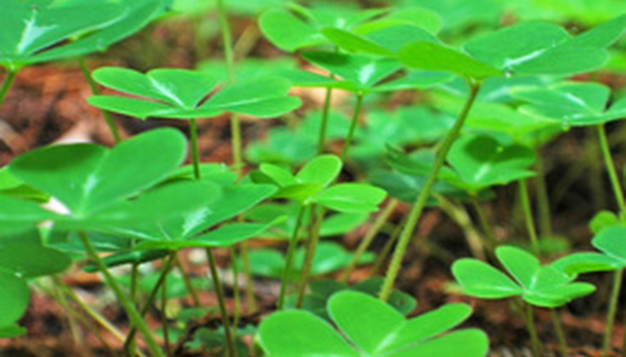 Arrowleaf clover (Trifolium vesiculosum) Arrowleaf clover (Trifolium vesiculosum)