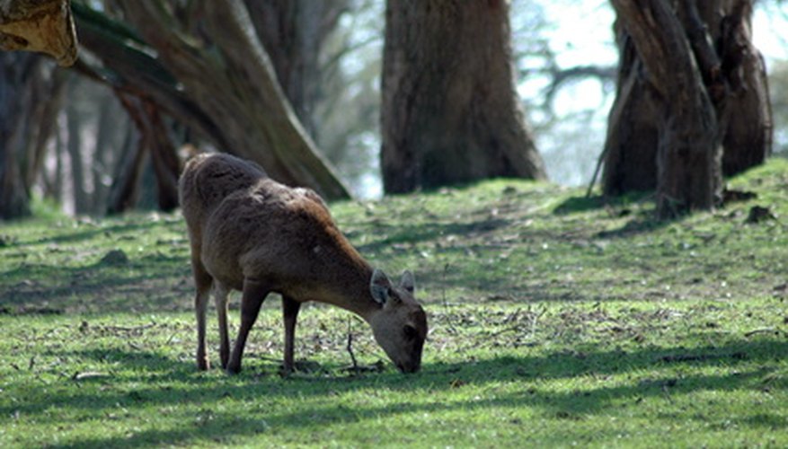 Wild animals such as deer will graze on a food plot. Wild animals such as deer will graze on a food plot.