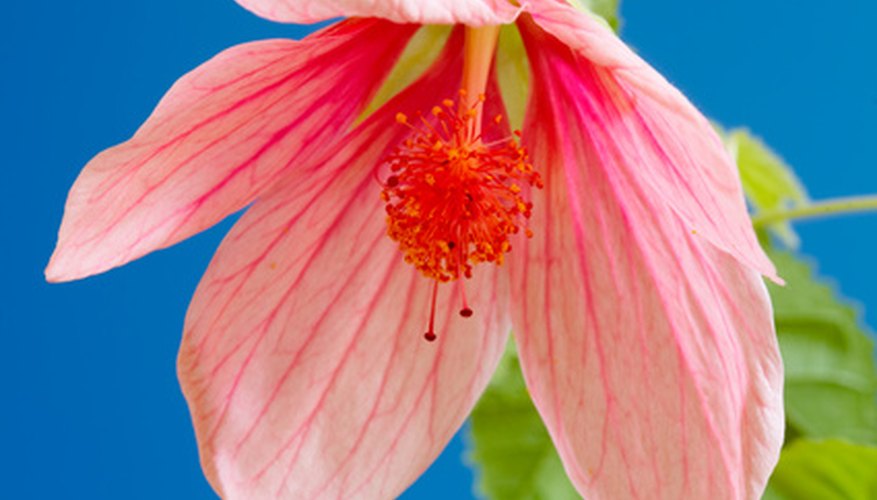 pollinating abutilon plant a guide to boosting yield