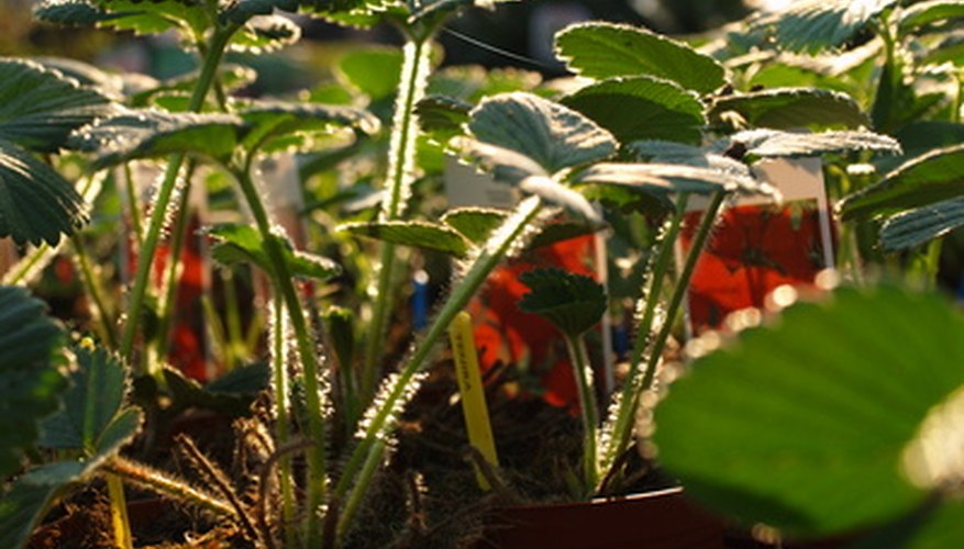 Strawberry plants can be uncovered when spring arrives. Strawberry plants can be uncovered when spring arrives.