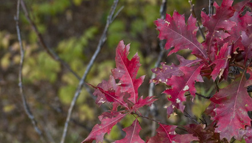 There are many attractive shrubs that thrive in the shade in Minnesota. There are many attractive shrubs that thrive in the shade in Minnesota.