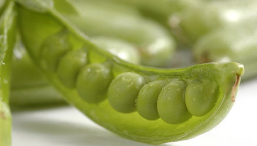 Sugar snap peas wilt and stop producing pods in warm weather. They prefer the early spring chill of the northern US; in the south, plant them during the temperate winter. Sugar snap peas wilt and stop producing pods in warm weather. They prefer the early spring chill of the northern US; in the south, plant them during the temperate winter.
