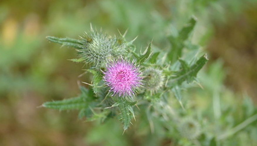Canada thistle (Cirsium arvense) Canada thistle (Cirsium arvense)