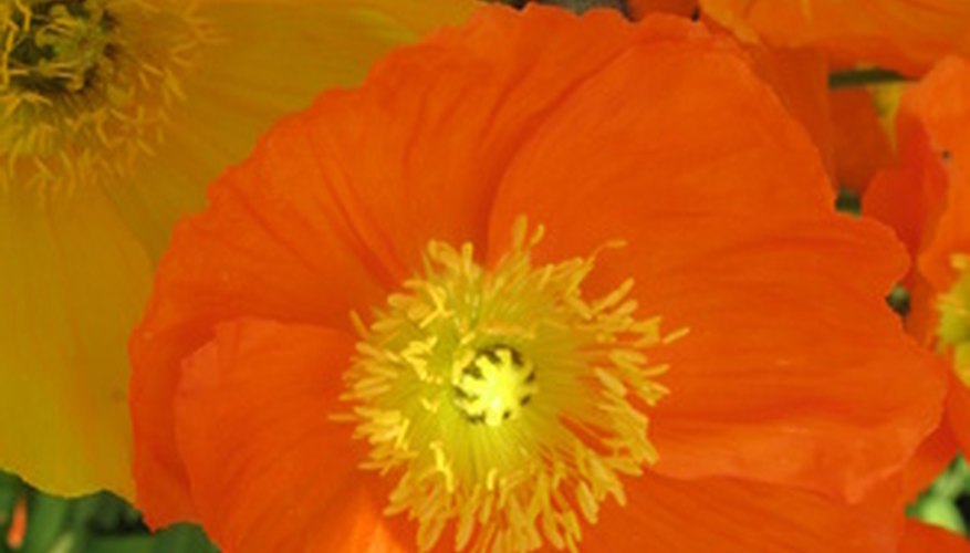Iceland poppies thrive in cooler temperatures. Iceland poppies thrive in cooler temperatures.