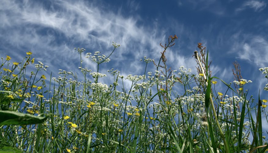 Long grass and weeds steal the nutrients and deplete the soil. Long grass and weeds steal the nutrients and deplete the soil.