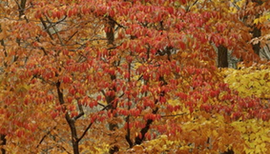 Dogwoods are one of the first trees to turn color in the fall. Dogwoods are one of the first trees to turn color in the fall.