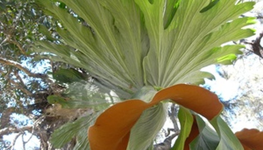 Staghorn ferns can get quite large, even obsuring the host tree's trunk. Staghorn ferns can get quite large, even obsuring the host tree's trunk.